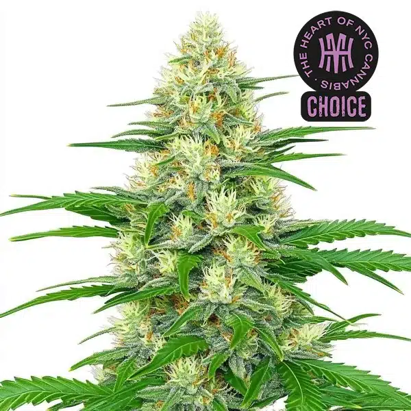 White Widow Autoflower HMC Edition – Blimburn Seeds