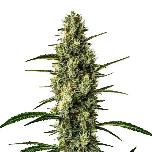 Wild Thai – Blimburn Seeds