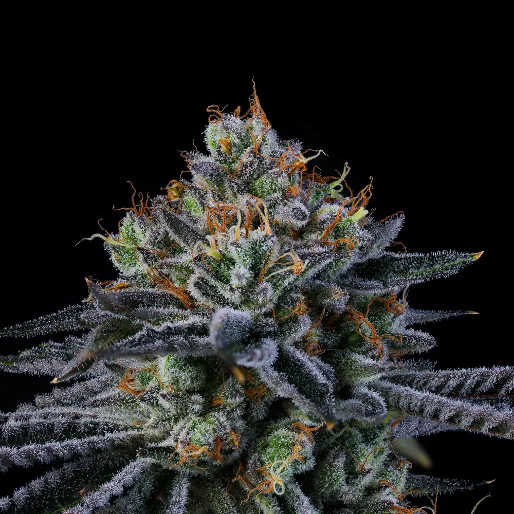 Windu Feminized – Alchimia Grow Shop