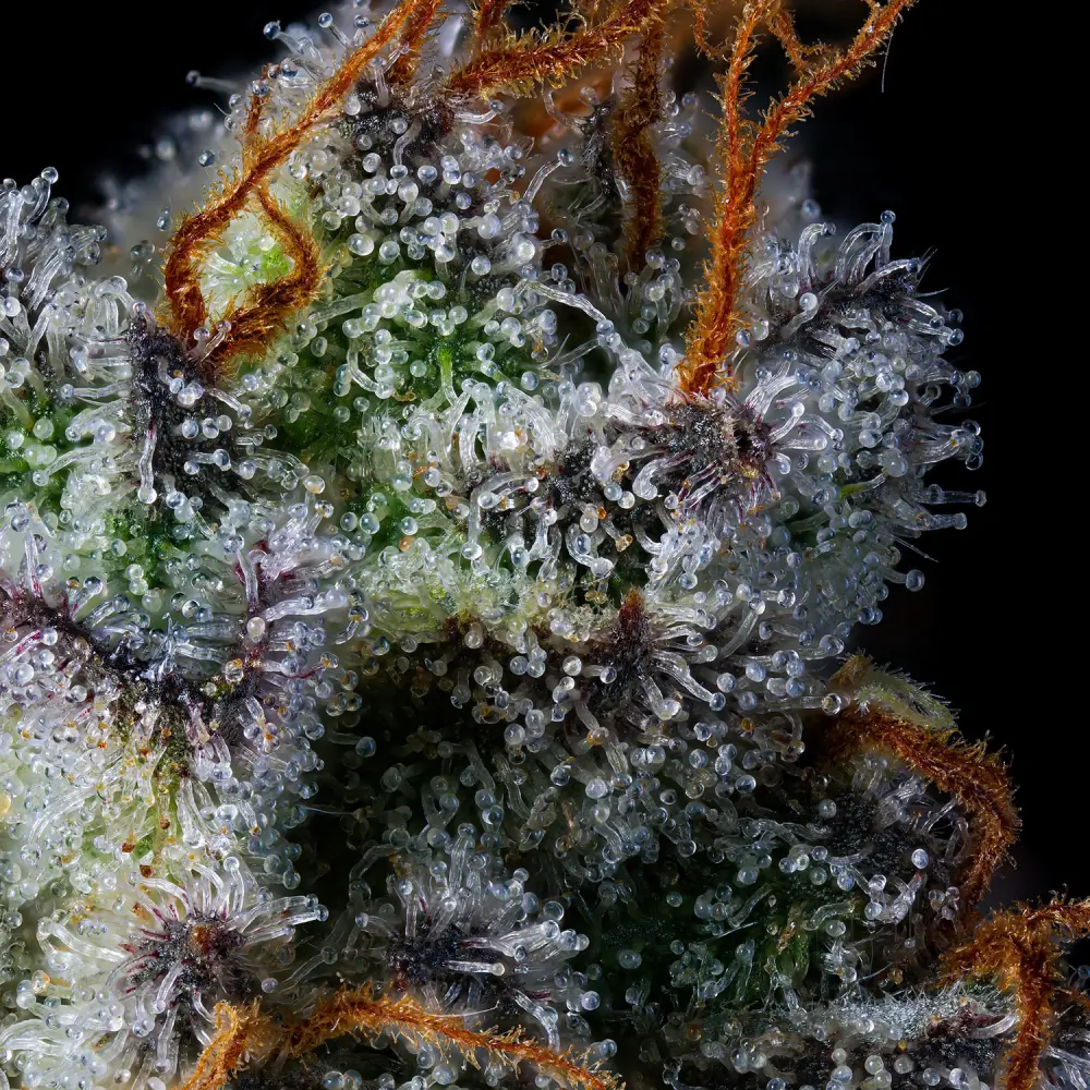 Windu Feminized – Alchimia Grow Shop