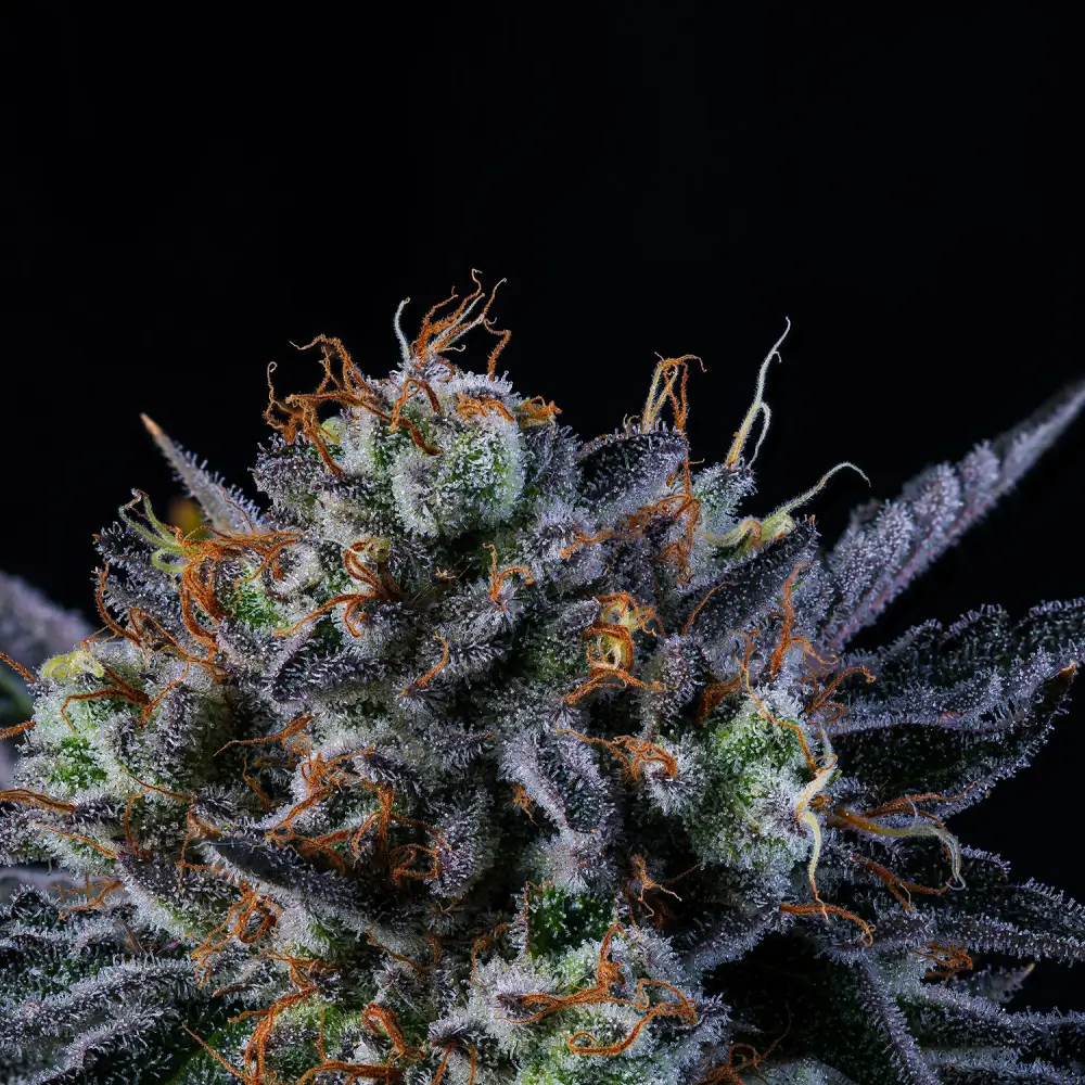 Windu Feminized – Alchimia Grow Shop