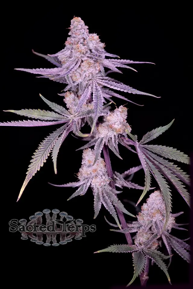 Winter Sunset #4 Feminized – Alchimia Grow Shop