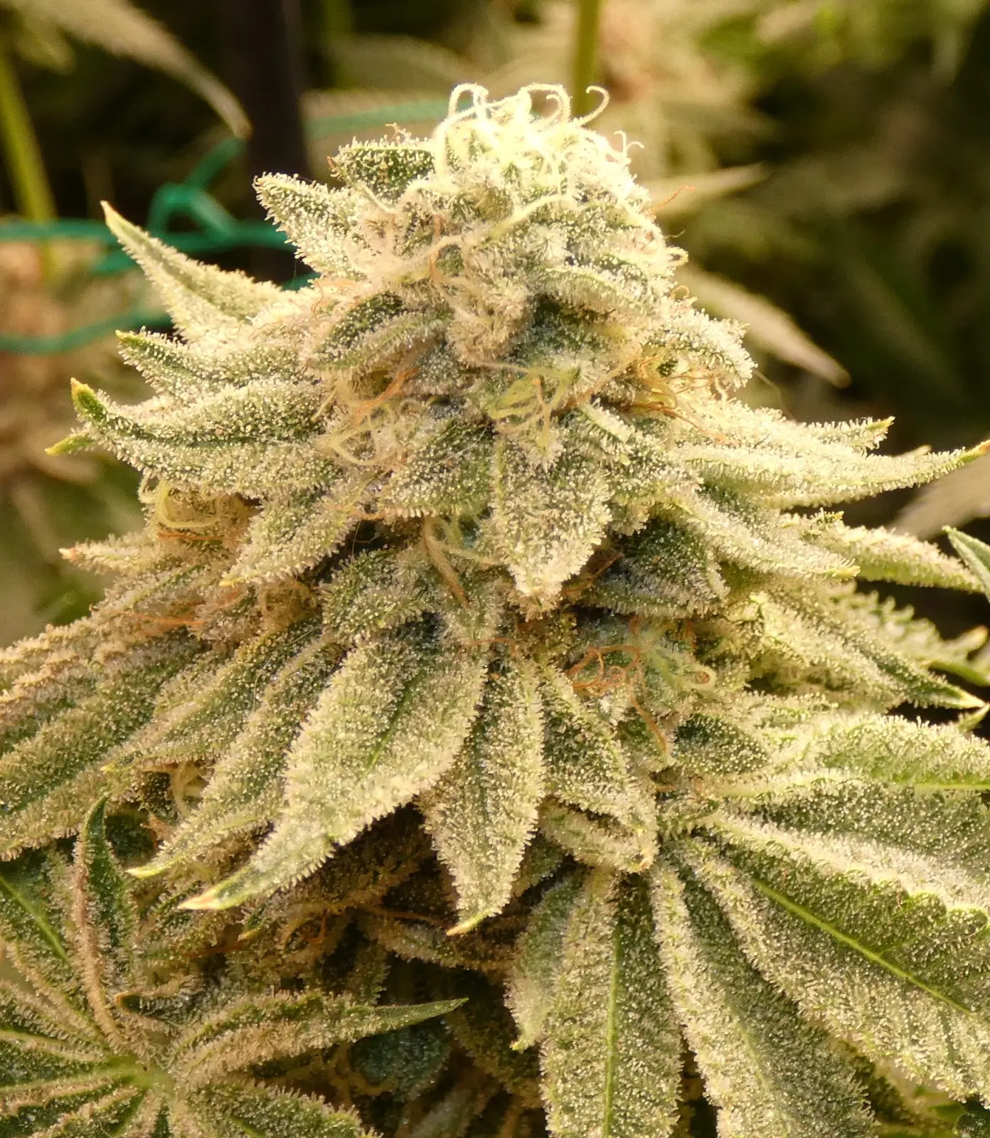 Z-99 Regular – Alchimia Grow Shop