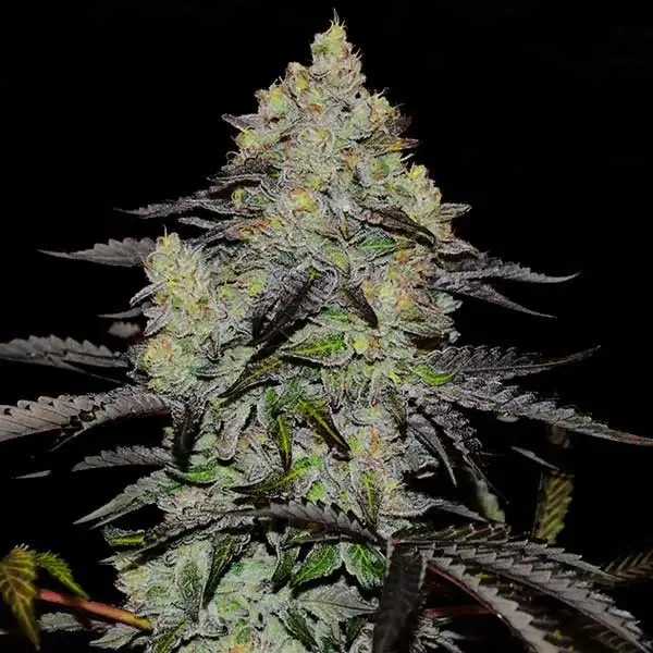 Zinnapple Feminized – Alchimia Grow Shop