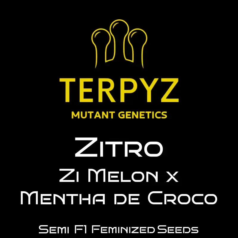 Zitro Feminized – Alchimia Grow Shop