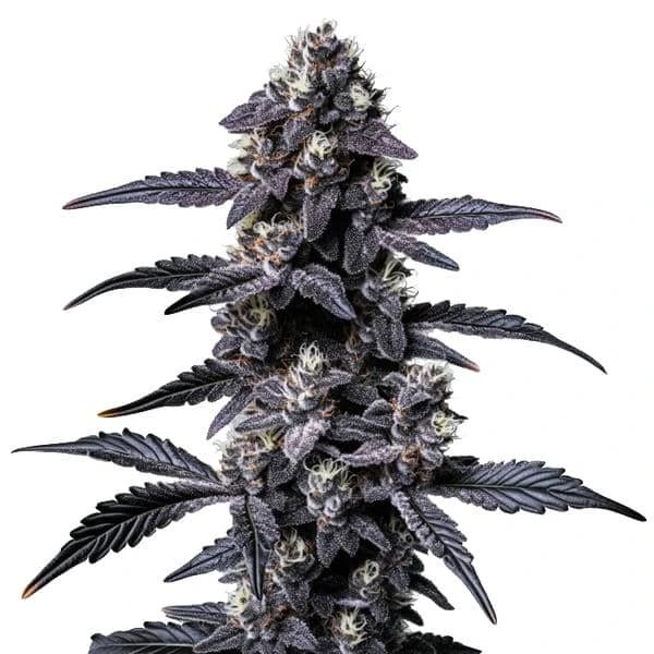 Zoap – Blimburn Seeds