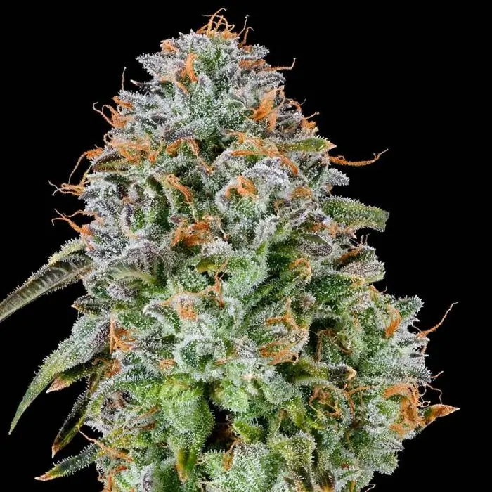 Zunami Feminized – Alchimia Grow Shop